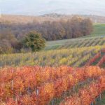 L’ESPERIENZA DELLA “CACCIA” AL TARTUFO DEL CASTELLO DI MONTEGIOVE