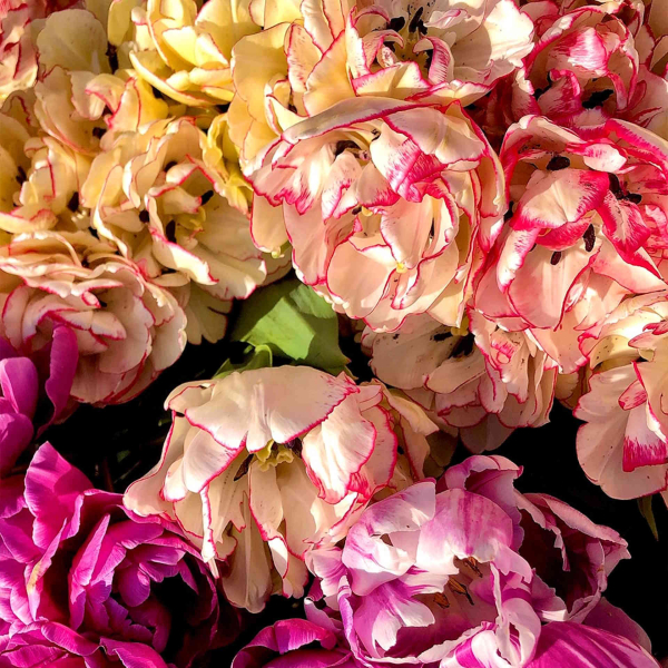 LA “FLOREALE” VILLA VASSENA RONCHETTI DI SALA AL BARRO (LC) E LA CULTURA DEI FIORI LIBERTY: DAI SALOTTI DECORATI AI PANORAMICI CAMPI DI TULIPANI. VISITA CON RACCOLTA DEI FIORI - NOVITA'